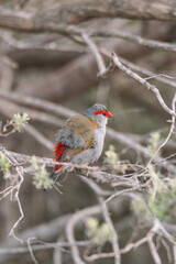 Red-Browed finch bird sitting in a tree. 