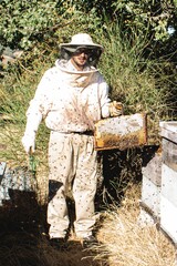 young beekeeper in bee sting protection suit holding a honeycomb with honey and wax and in the other hand a bunch of bees to scare the bees away.