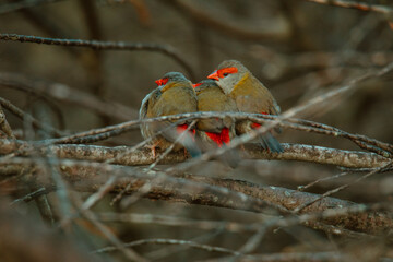 Red-Browed finch bird sitting in a tree. 
