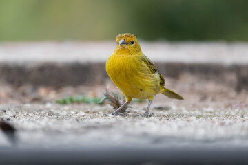 Canário da terra, sicalis flaveola. Canary of the land, sicalis flaveola. Also known as Canario da Horta.