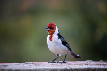 Galo de campina ou Cardeal do Nordeste. The northeastern cardinal is a passerine bird of the Thraupidae family