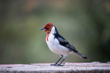 Galo de campina ou Cardeal do Nordeste. The northeastern cardinal is a passerine bird of the Thraupidae family