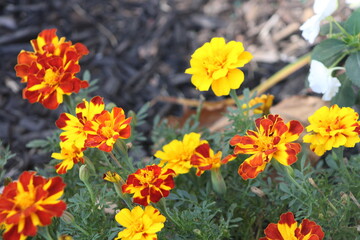yellow flowers in the garden