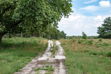 Dutch summer landscape with trees, green grass and blue sky - Limburg, Maasduinen
