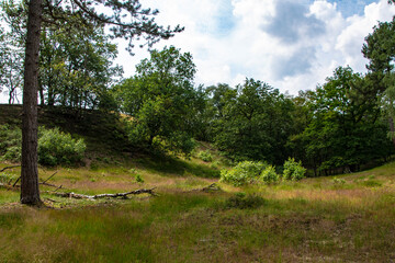 Dutch summer landscape with trees, green grass and blue sky - Limburg, Maasduinen