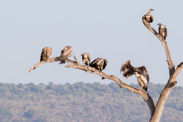 Fototapeta na wymiar Flock of White-Backed Vultures on Tree