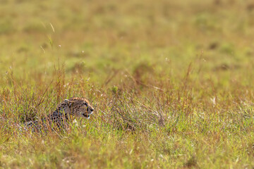 Fototapeta na wymiar Cheetah Cat in Grasslands of Africa