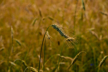 Ripe wheat ears in a field. Wheat field.Ears of golden wheat close up. Background of ripening ears of meadow wheat field.