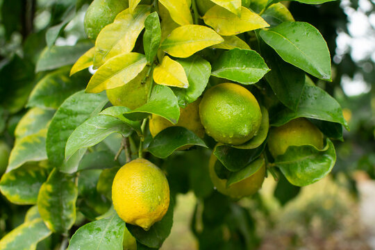 árbol cuatro estaciones de limón 