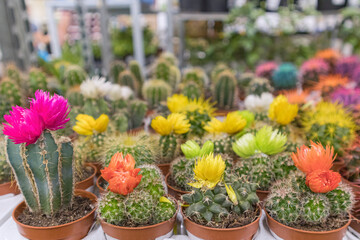 colorful cacti on the shelves of stores close-up