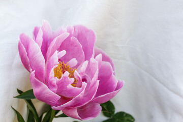 Single lilac peony on a light textile background in the room. Romantic mood.