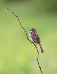 A Song Sparrow ( Melospiza melodia) on a branch with soft green nature background