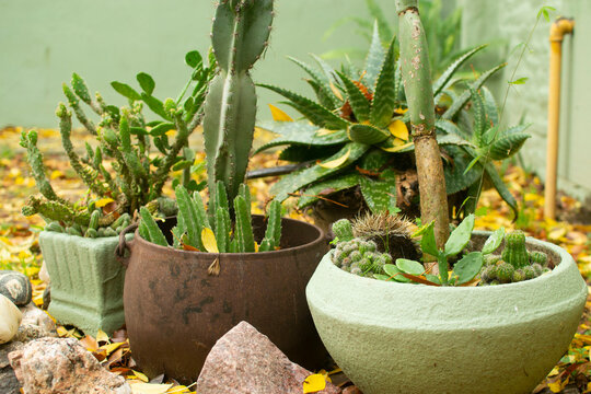 conjunto de cactus en las masetas del jard&iacute;n 