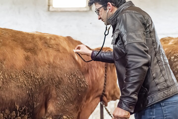 Turkish veterinarian examining the cow with a stethoscope inside a modern barn