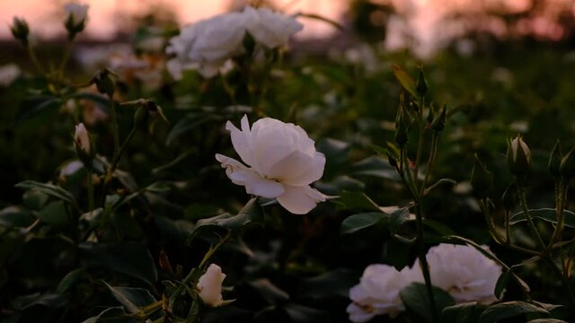 Focused On İsolated White Rose And Dramatic Rosery Scene At Sunset İn The Background. Close Up Shot Of White Rose Bush.