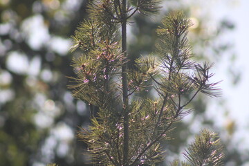 branches of pine tree