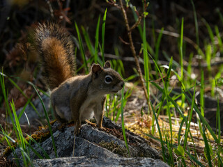 squirrel in the park