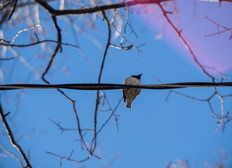 bird on a branch