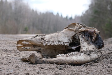 old deer skull lying on the ground