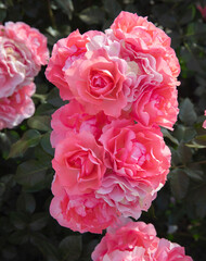 Fototapeta premium Floral. Closeup view of Floribunda hybrid Rosa Jardins de France flower cluster of pink, fuchsia, magenta and white petals, spring blooming in the garden.