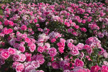 Landscaping and garden design. Spring blooming roses in the park. View of Rosa Dynastie flower bed flower clusters of fuchsia, pink and white petals blossoming in the garden.