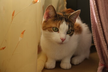 white cat with red spots at home