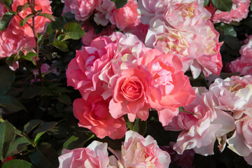 Floral. Closeup view of Floribunda hybrid Rosa Jardins de France flower cluster of pink, fuchsia, magenta and white petals, spring blooming in the garden.