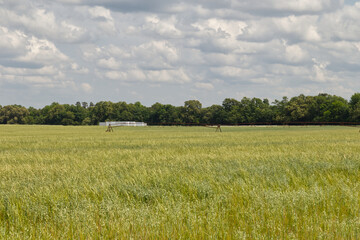 Obraz premium Field of green wheat on a farm rusted irrigation system