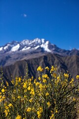 retama primer plano nevado