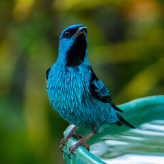 The blue dacnis (dacnis cayana) in the Atlantic Forest