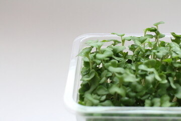 ブロッコリースプラウトのアップ