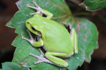 Green tree frog sitting on leaf