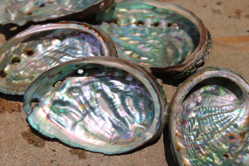 Closeup of abalone shells, showing their iridescent interiors