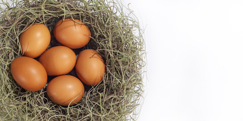 Chicken egg in  nest  on white background.