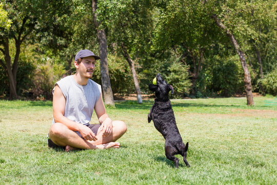 Young man with cap sitting on grass and black dog jumping with tennis ball on mouth. Male owner playing with pet at park on sunny day