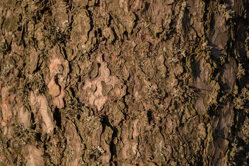 tree bark close-up