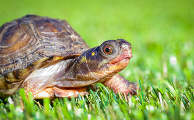 tortoise walking