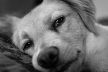 Closeup on sleepy retriever dog face lying down in bed. Cute canine puppy portrait resting. Black and white photography