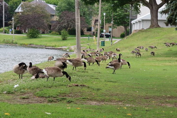 group of geese at the park