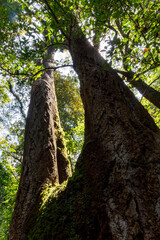 tree in the woods from bottom to top