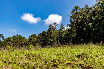 Fototapeta premium white cotton clouds over the forest an blue sky