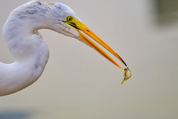 great heron