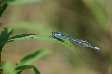 blue dragonfly on a green leaf