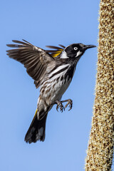 New Holland Honeyeater feeding on nectar of a Grass Tree