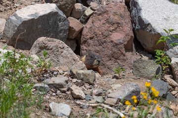 Yellow Belly Marmot
