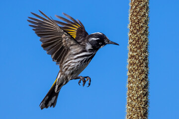New Holland Honeyeater feeding on nectar of a Grass Tree