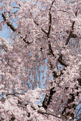 枝垂れ桜