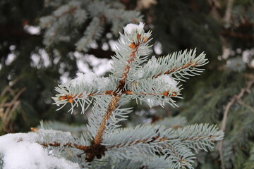 snow covered pine needles