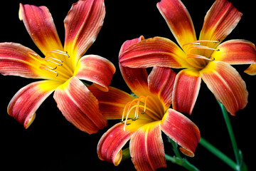 Cluster of day lilies.