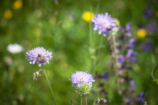 Selective blur on a bee or wasp bee pollinizing the blossom of a purple cirsium, also called plume thistle. It is a very common European purple flower that can be found in summer. ..